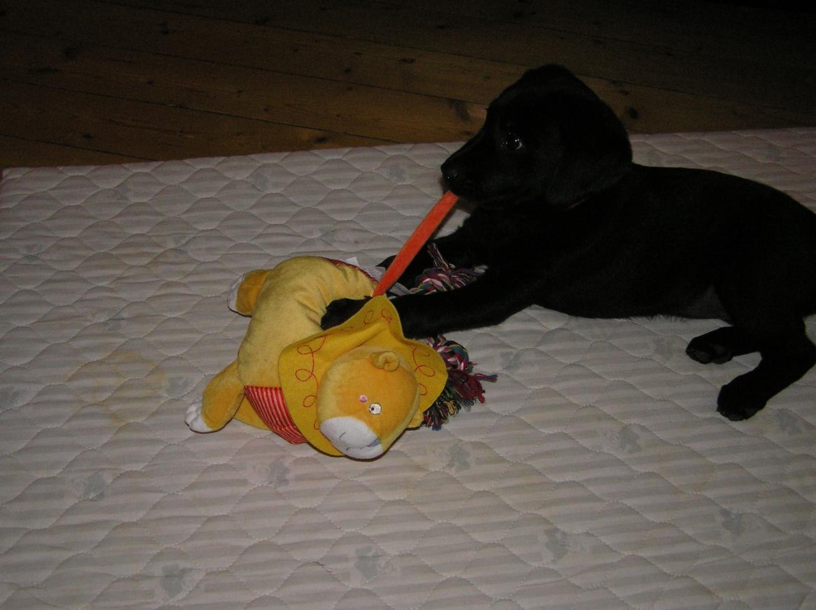 Labrador retriever Kala  billede 10