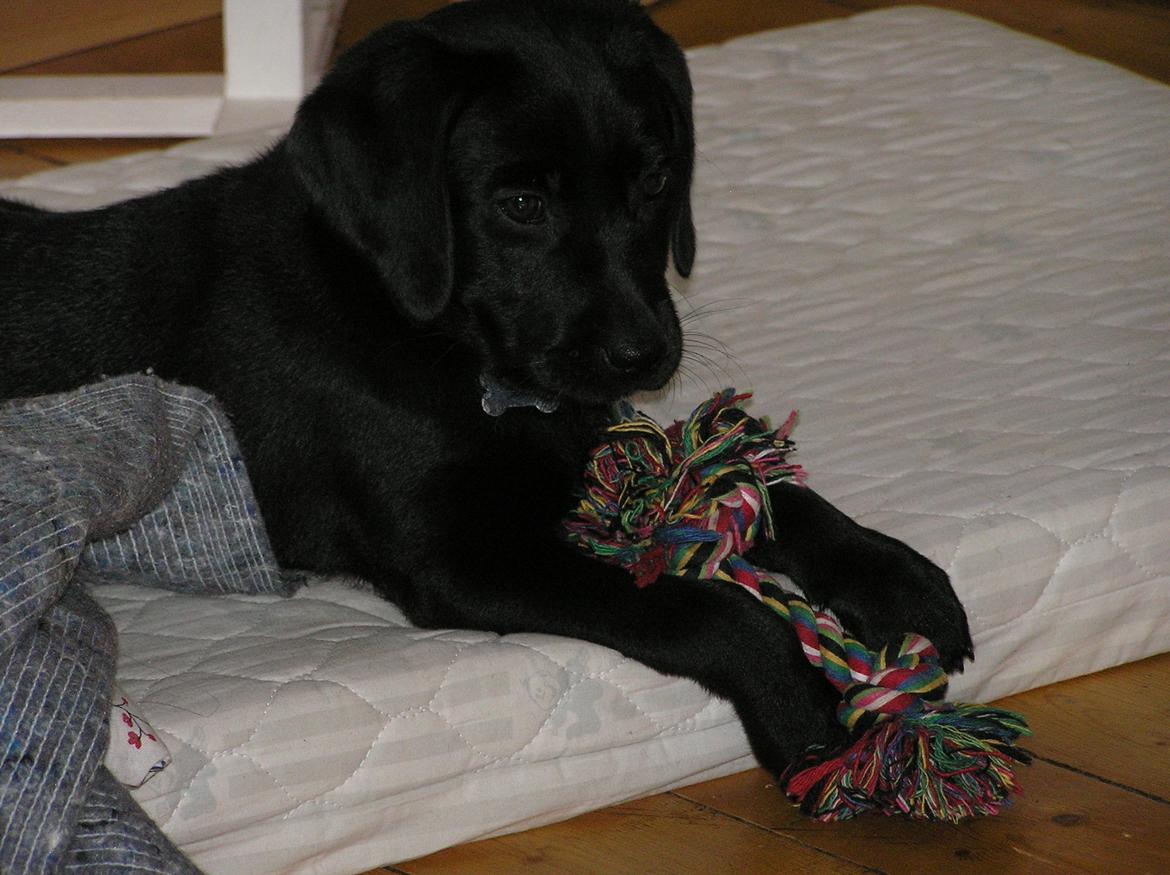 Labrador retriever Kala  billede 11