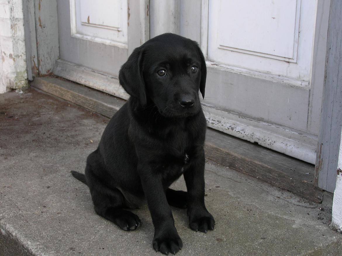 Labrador retriever Kala  billede 12