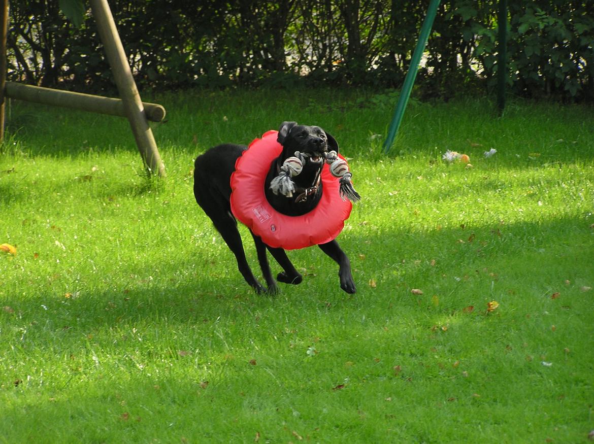 Labrador retriever Kala  billede 13