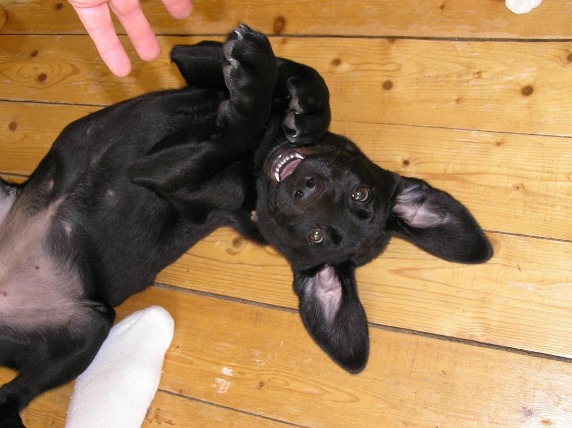 Labrador retriever Kala  billede 14