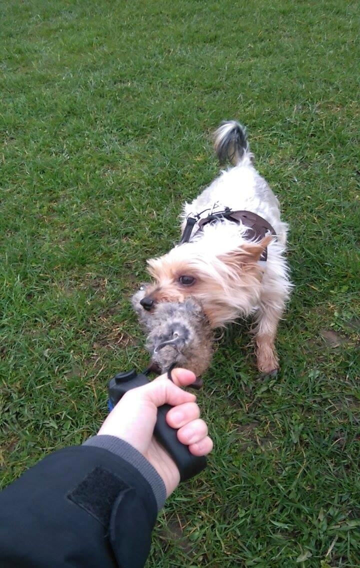 Yorkshire terrier Gibbs billede 6