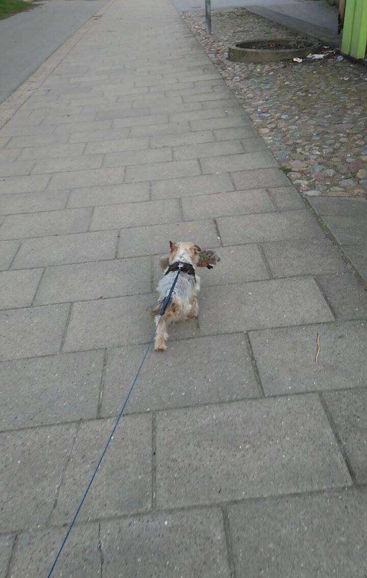 Yorkshire terrier Gibbs billede 7