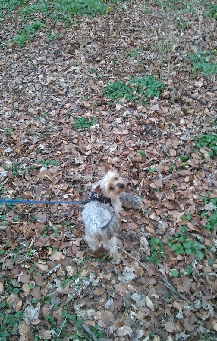 Yorkshire terrier Gibbs billede 8