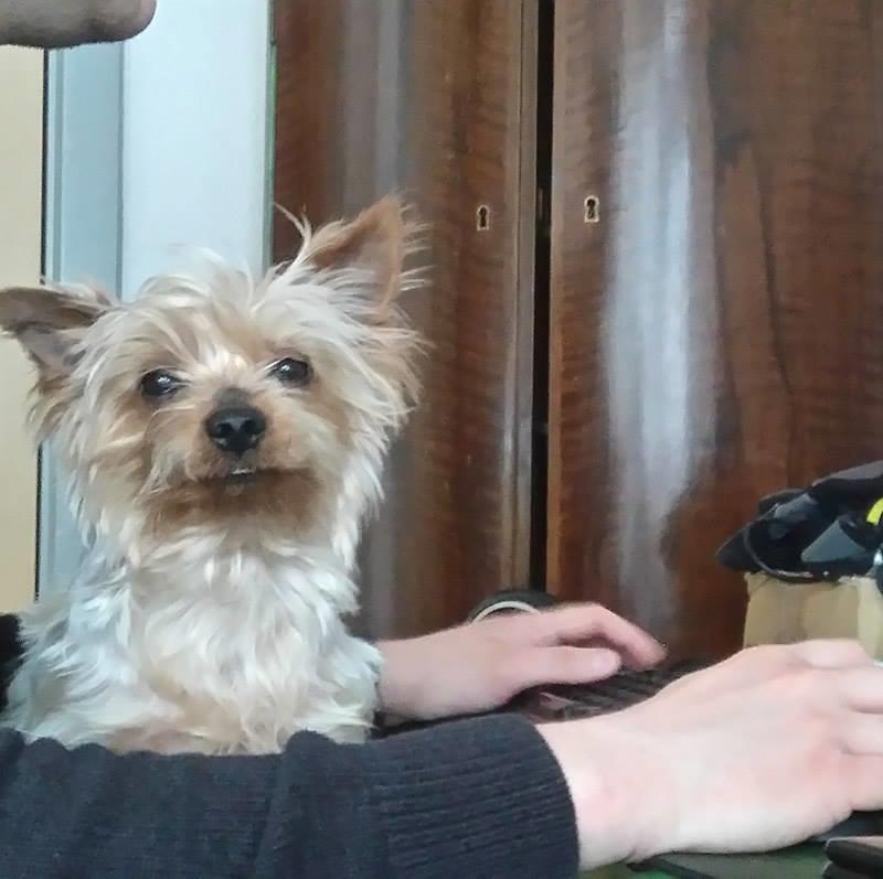 Yorkshire terrier Gibbs billede 10