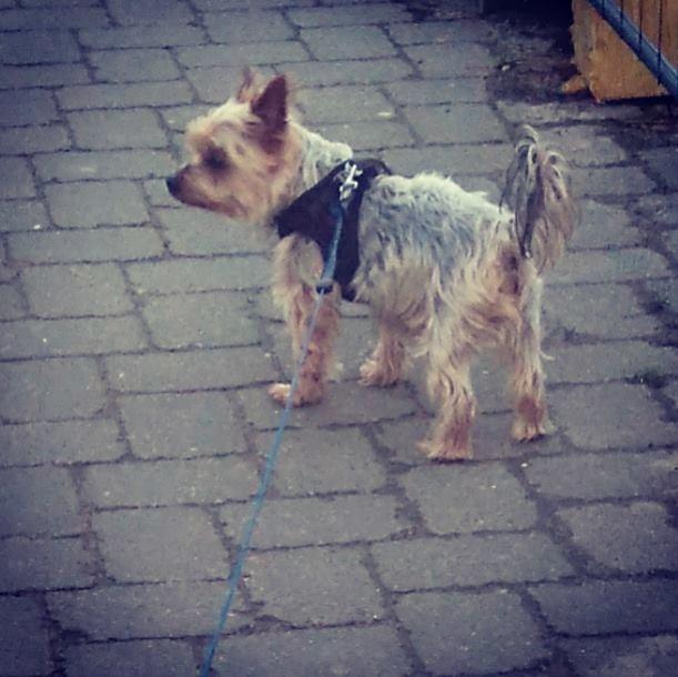 Yorkshire terrier Gibbs billede 9