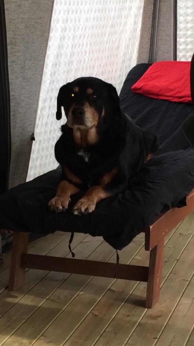 Rottweiler Buzz - Charmetrolden <3 R.I.P himmelhund) billede 47