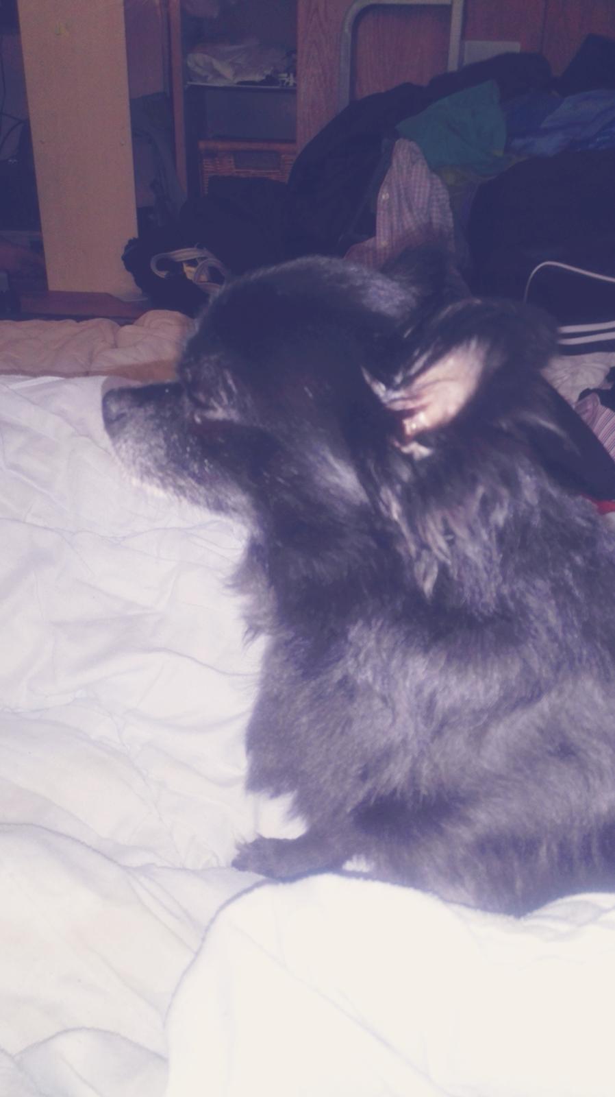 Chihuahua Gustav billede 3