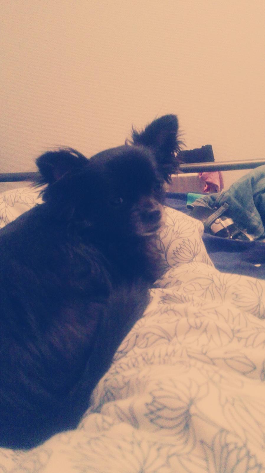 Chihuahua Gustav billede 5