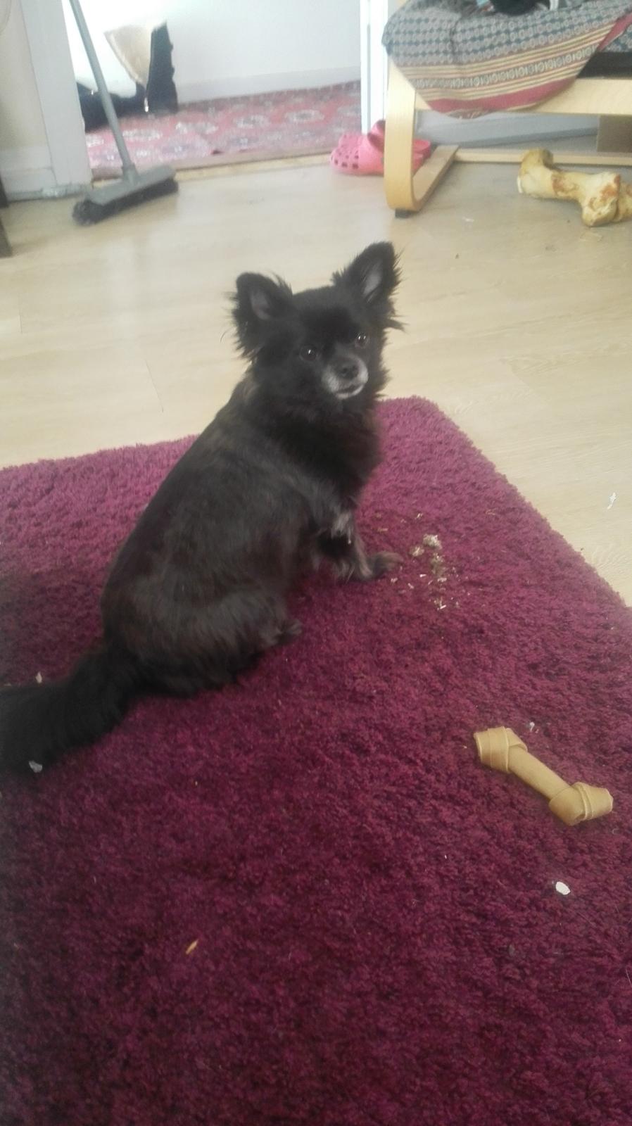 Chihuahua Gustav billede 6