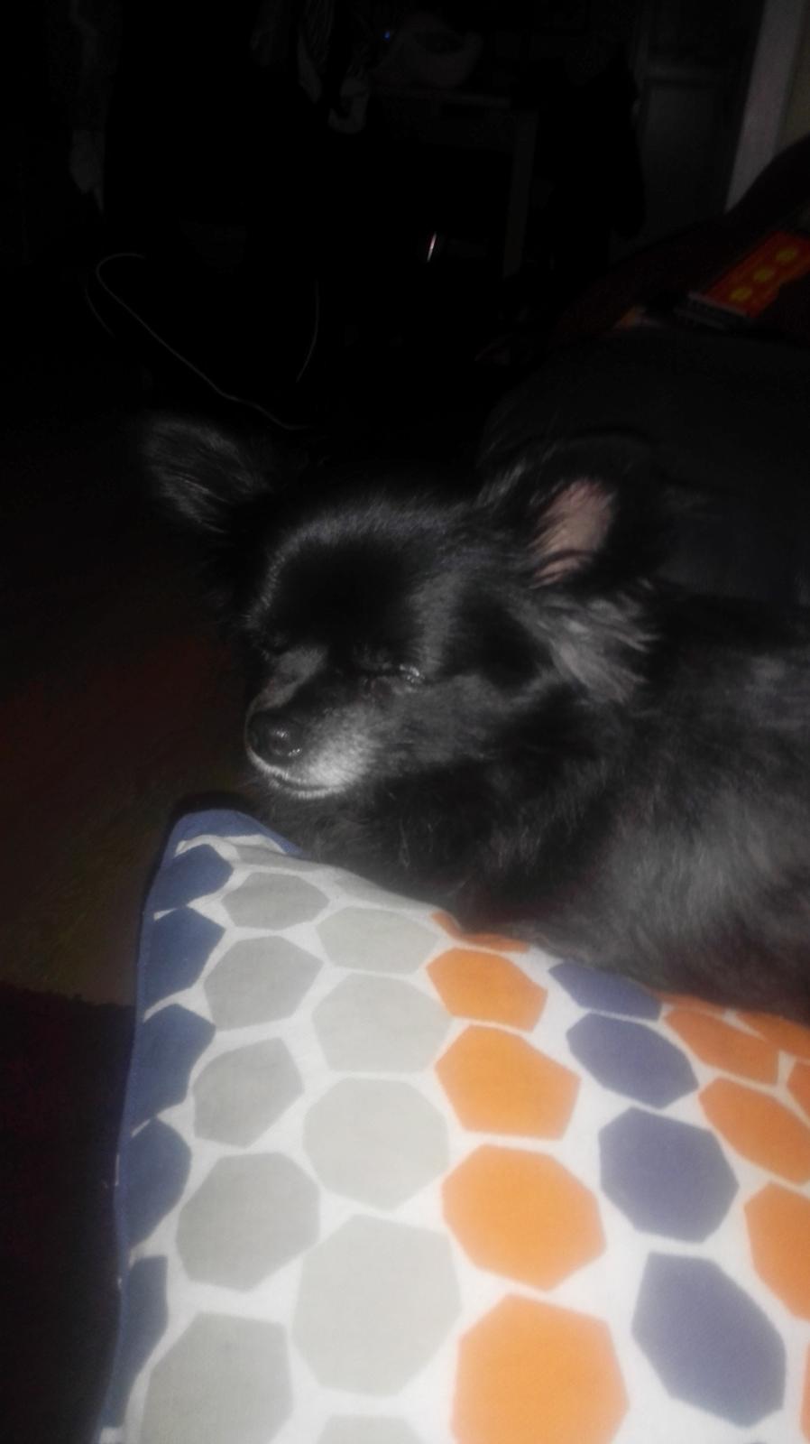 Chihuahua Gustav billede 7