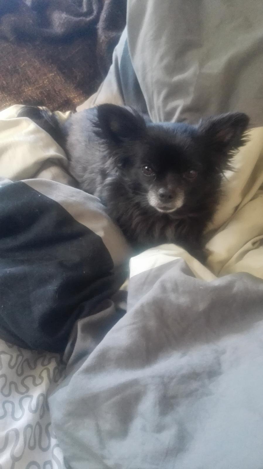 Chihuahua Gustav billede 11