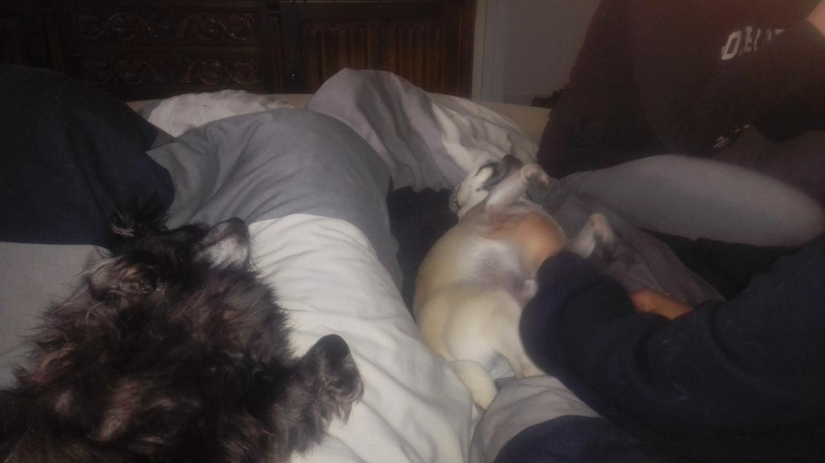 Chihuahua Gustav billede 12