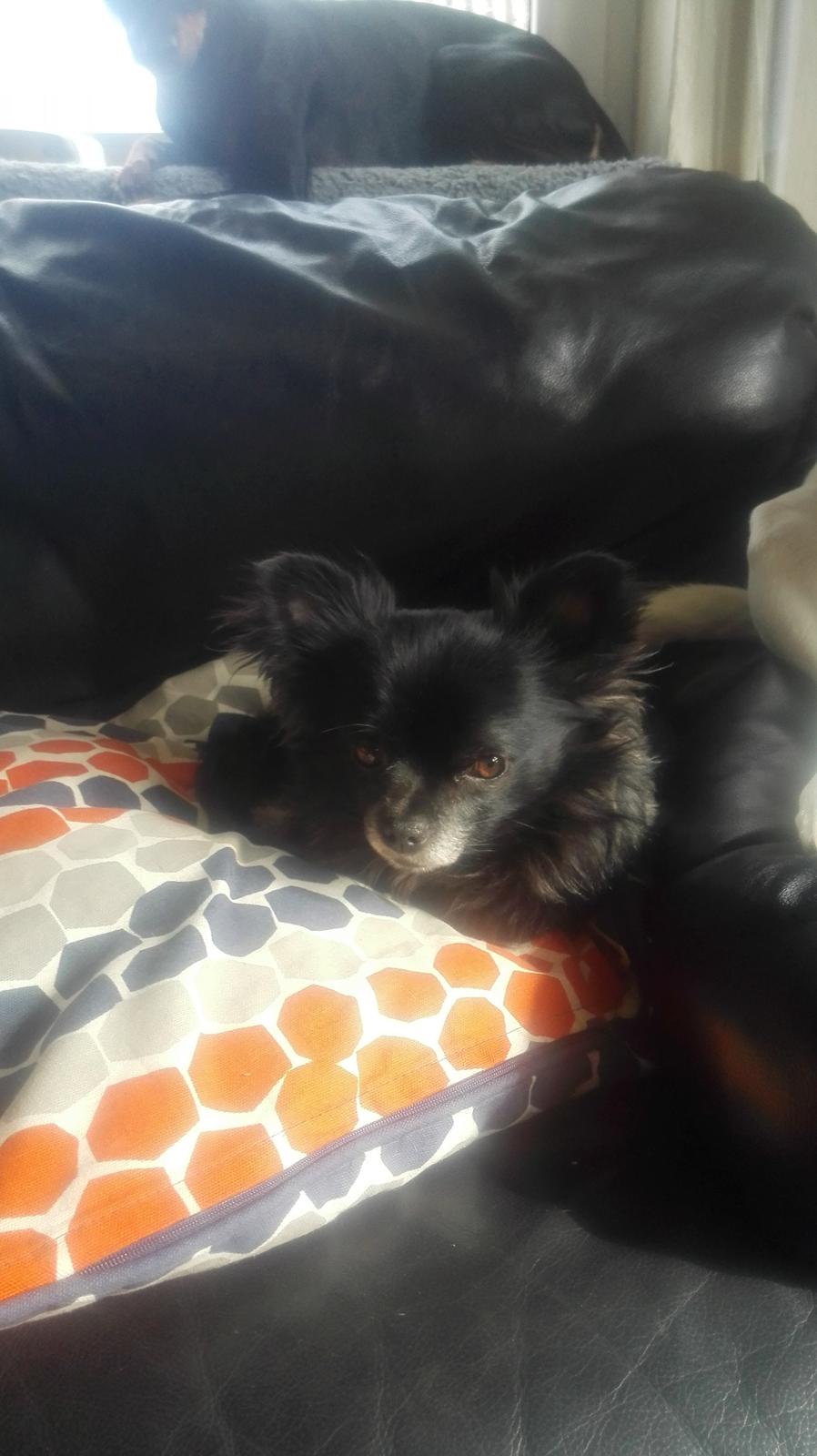 Chihuahua Gustav billede 13