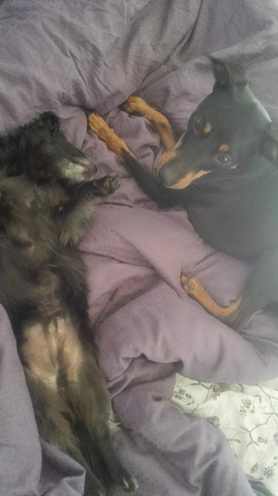 Chihuahua Gustav billede 14