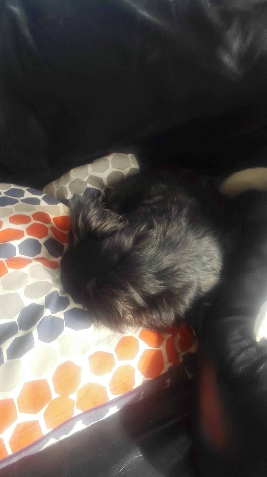 Chihuahua Gustav billede 15