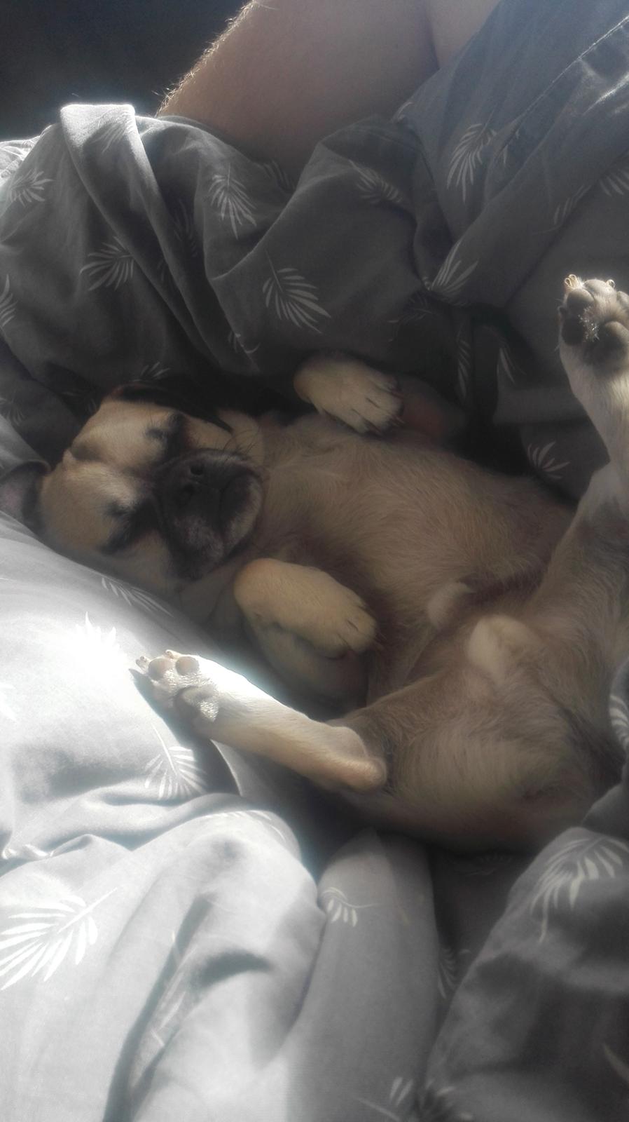 Blanding af racer Mogens billede 1