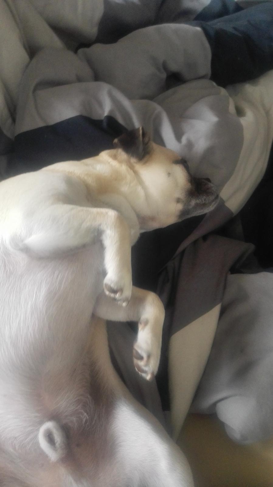 Blanding af racer Mogens billede 2