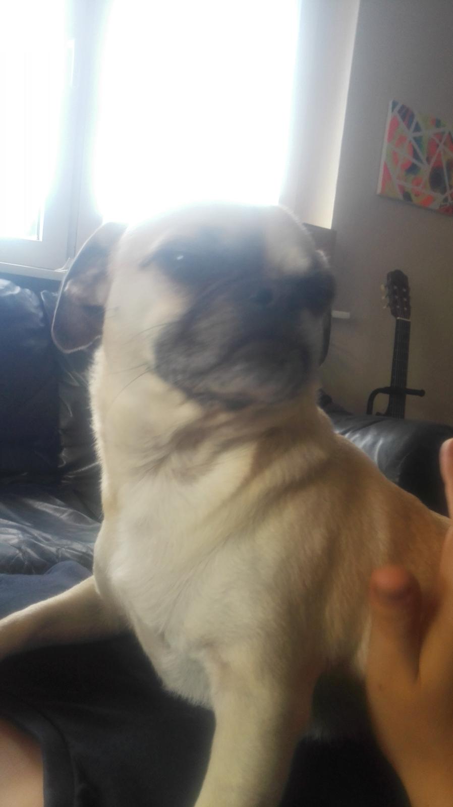 Blanding af racer Mogens billede 3