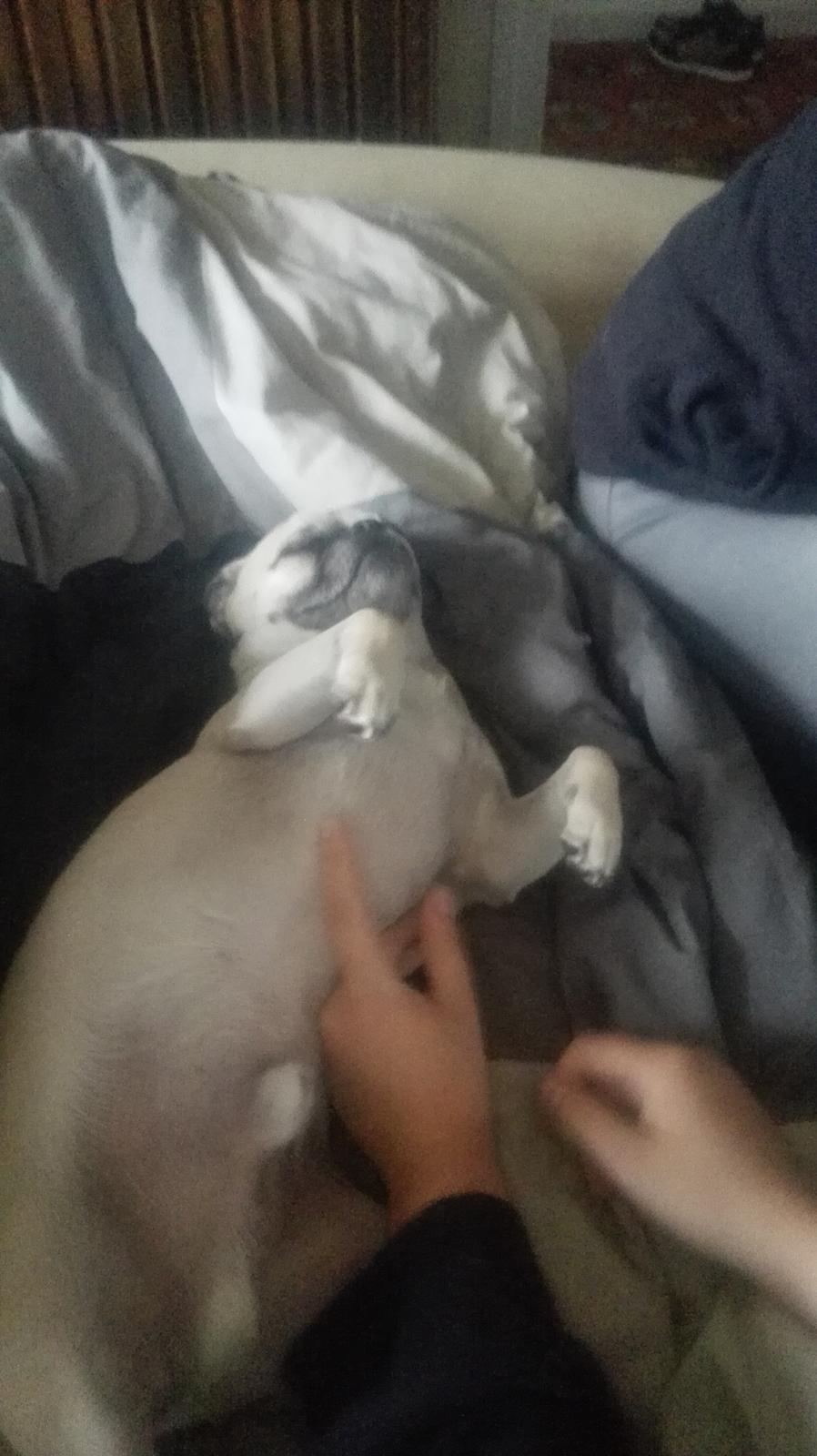 Blanding af racer Mogens billede 4