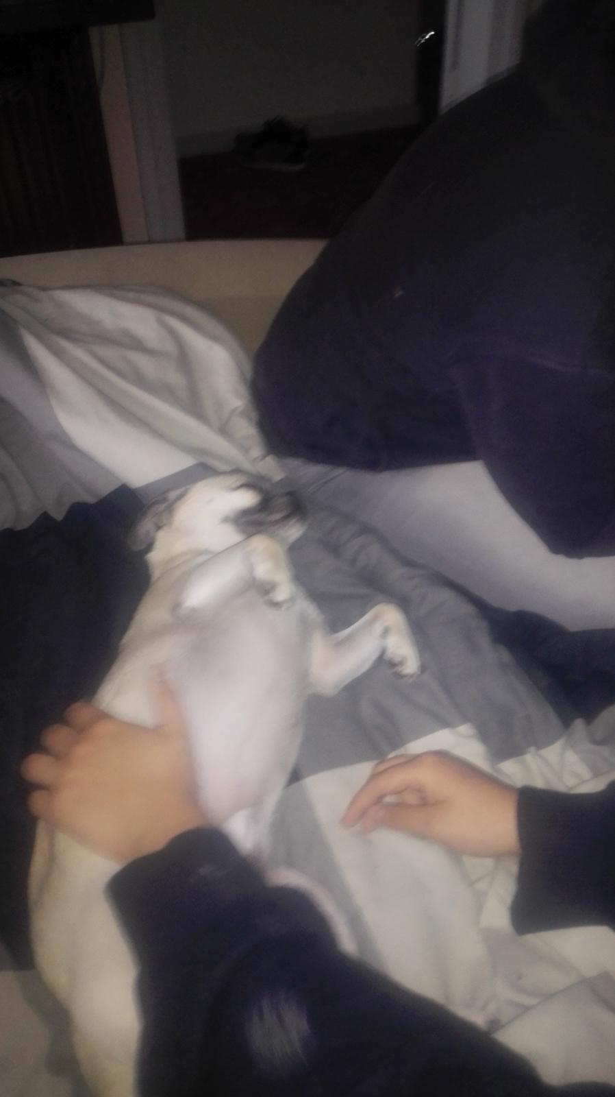 Blanding af racer Mogens billede 5