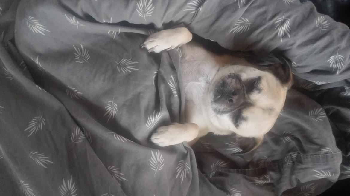 Blanding af racer Mogens billede 7