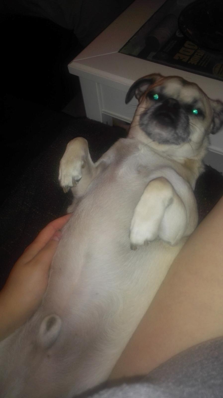 Blanding af racer Mogens billede 8