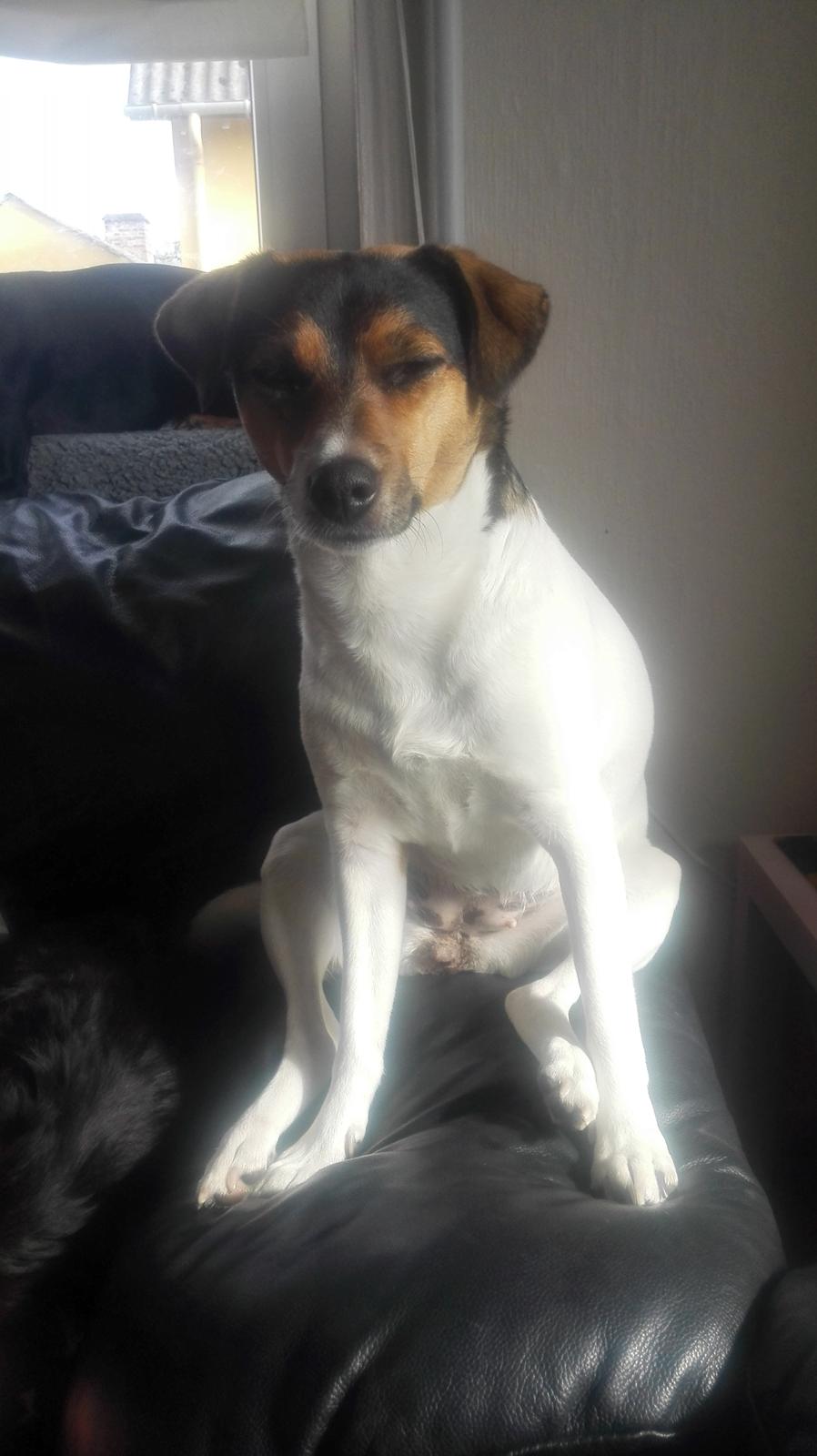 Dansk svensk gaardhund Coco billede 1