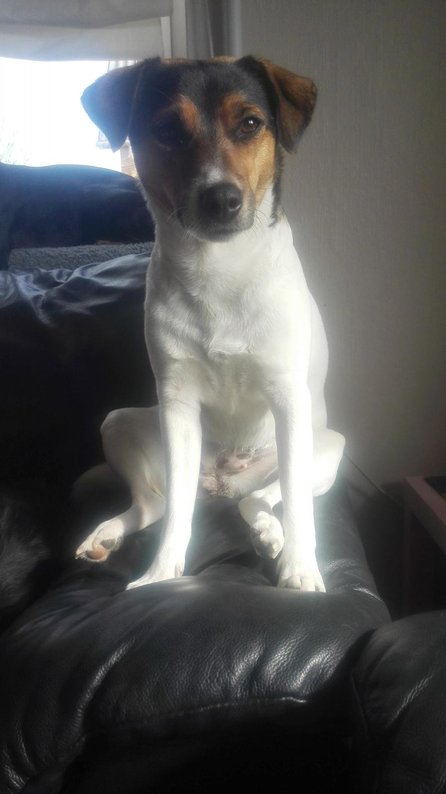 Dansk svensk gaardhund Coco billede 2