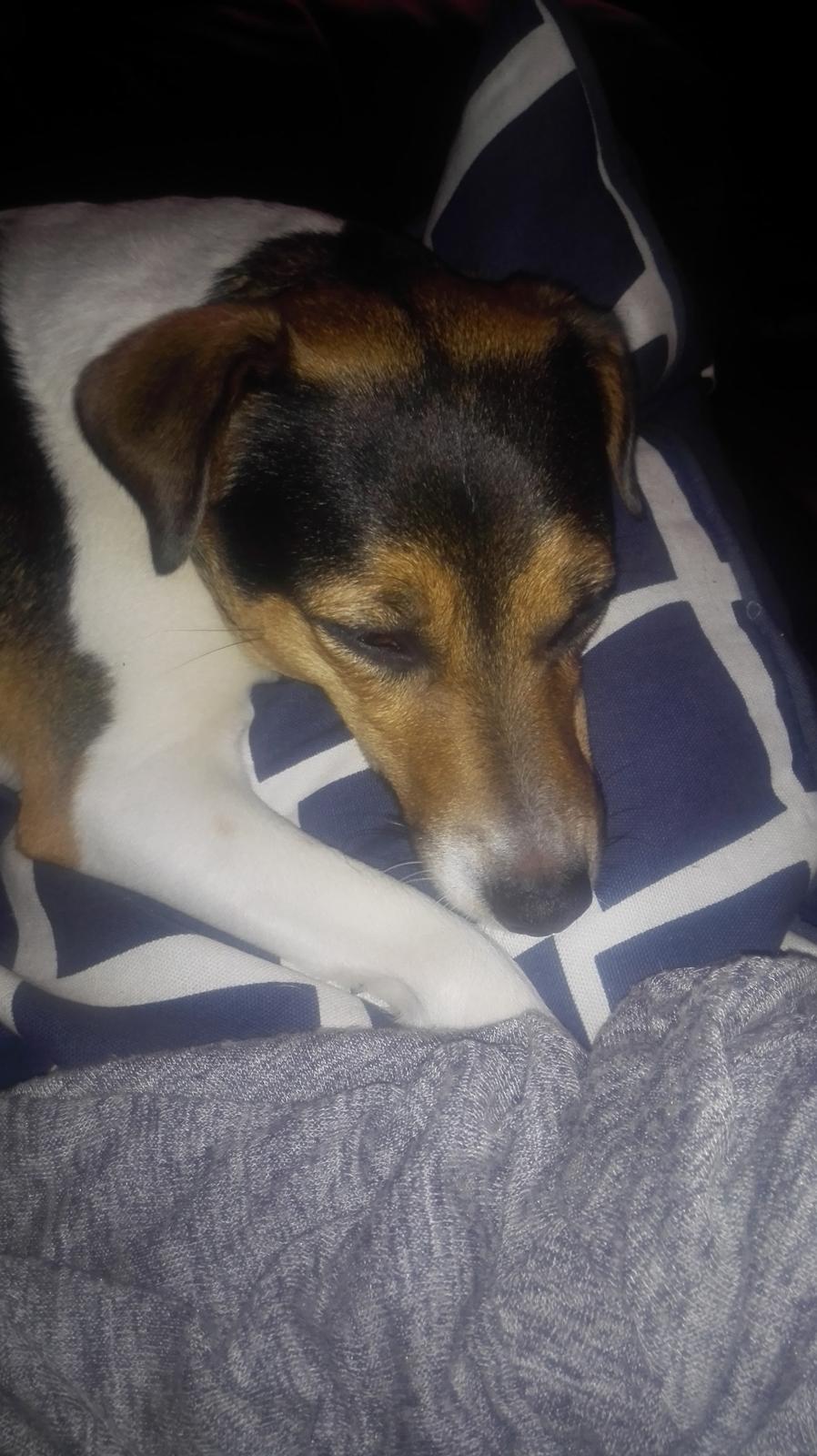 Dansk svensk gaardhund Coco billede 3