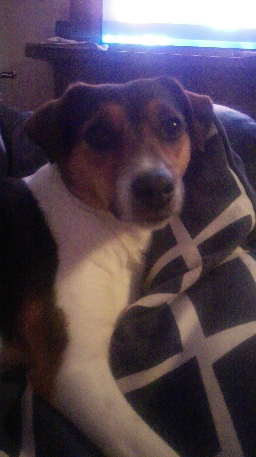 Dansk svensk gaardhund Coco billede 4