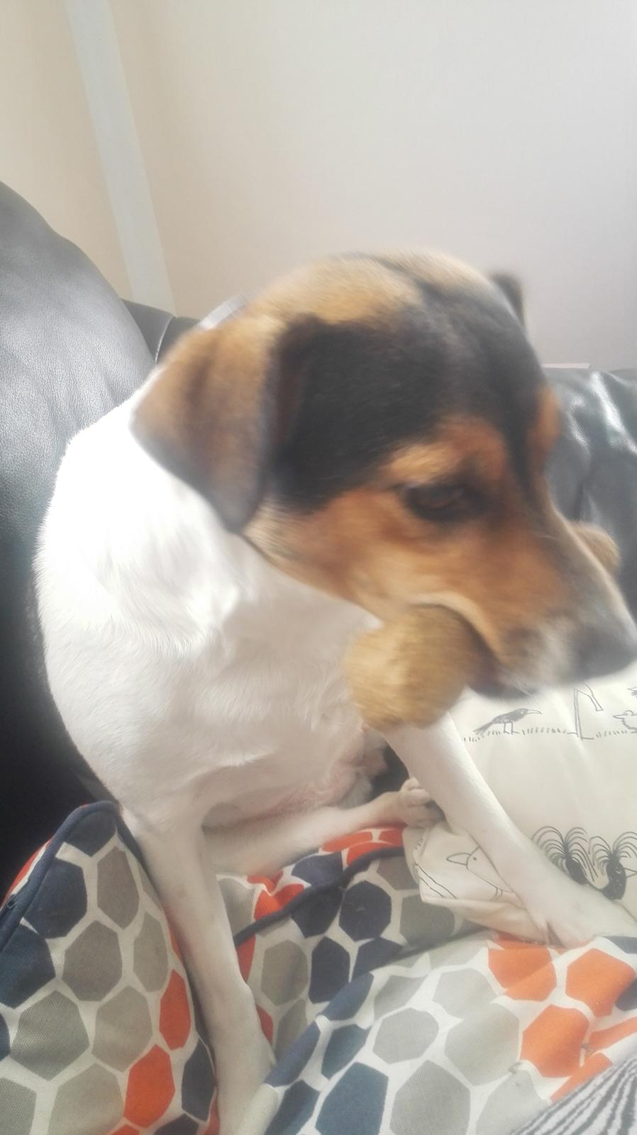 Dansk svensk gaardhund Coco billede 5