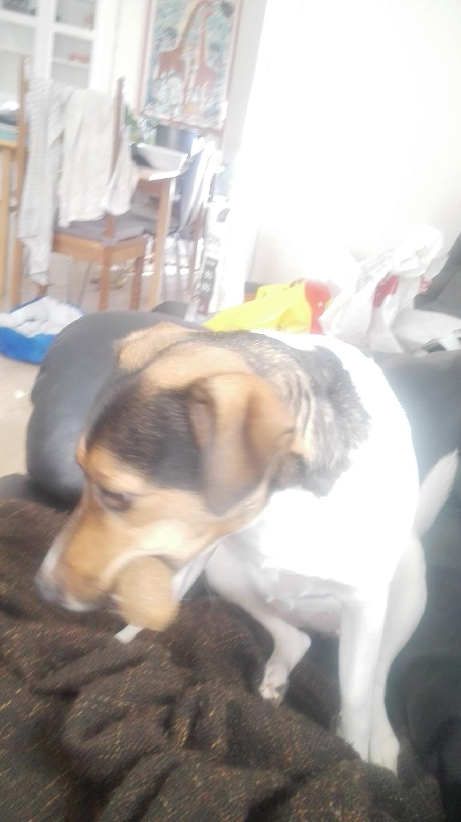 Dansk svensk gaardhund Coco billede 6