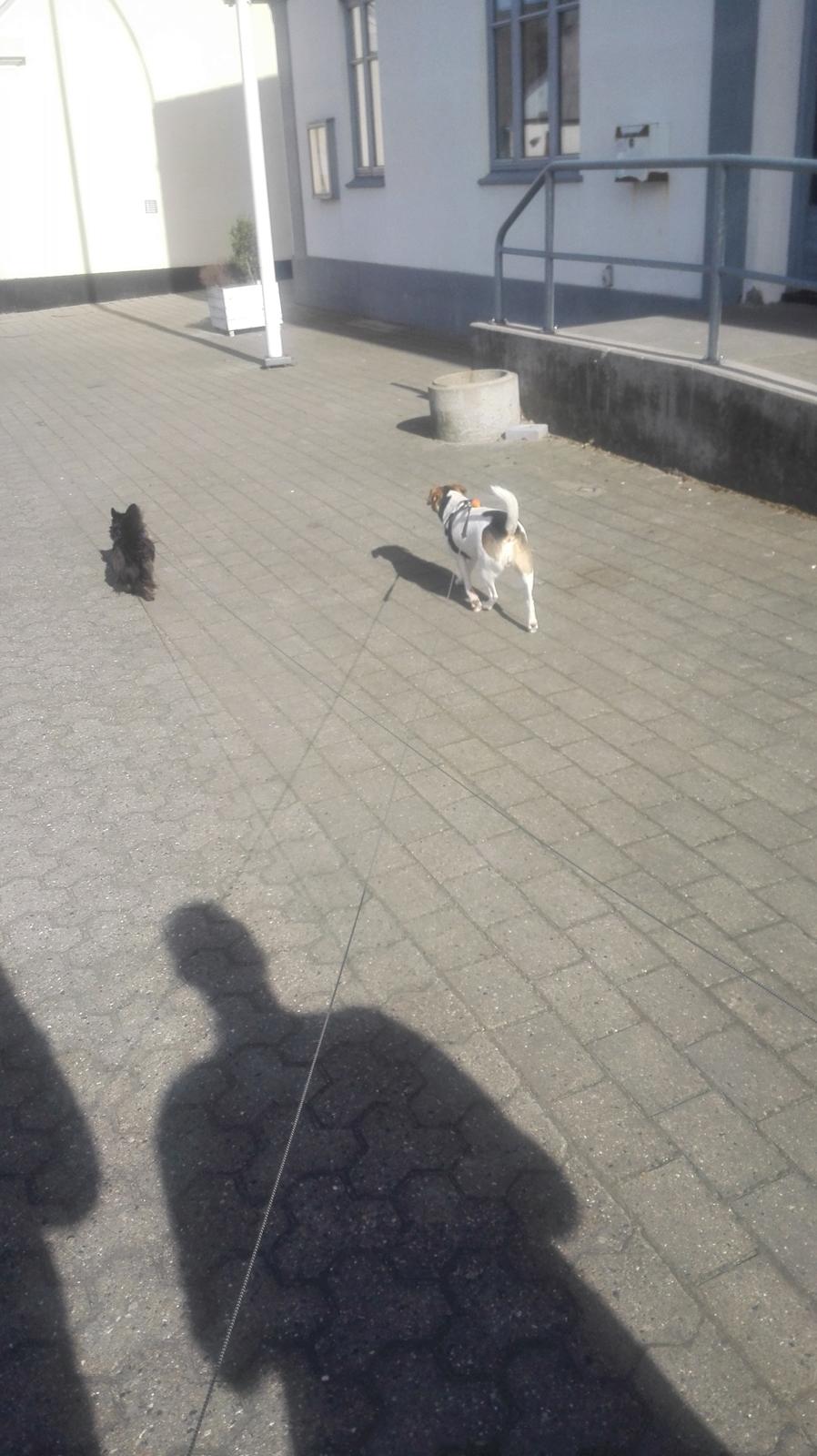 Dansk svensk gaardhund Coco billede 7