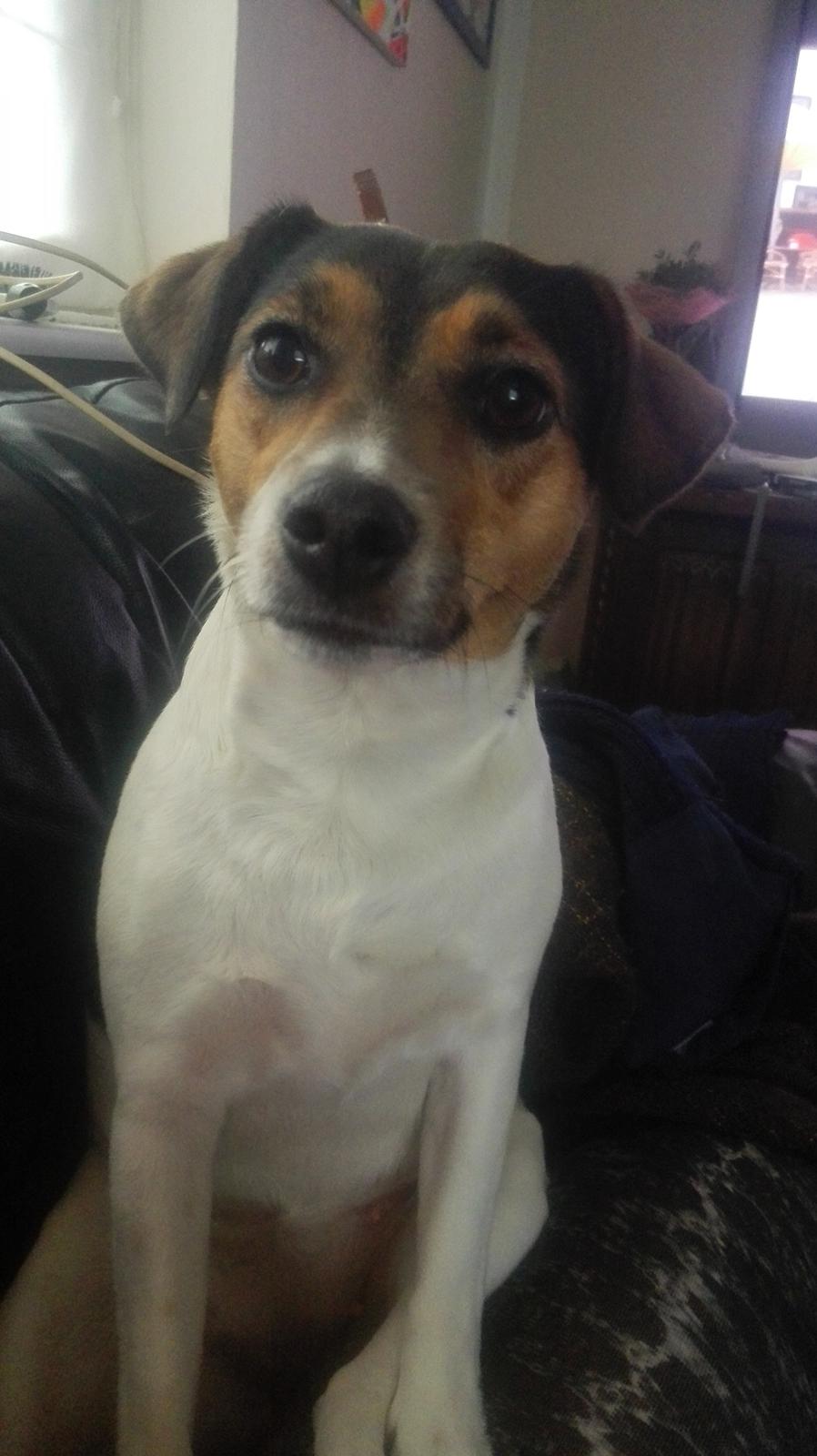 Dansk svensk gaardhund Coco billede 8