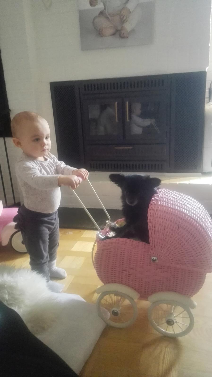 Chihuahua Gustav billede 1