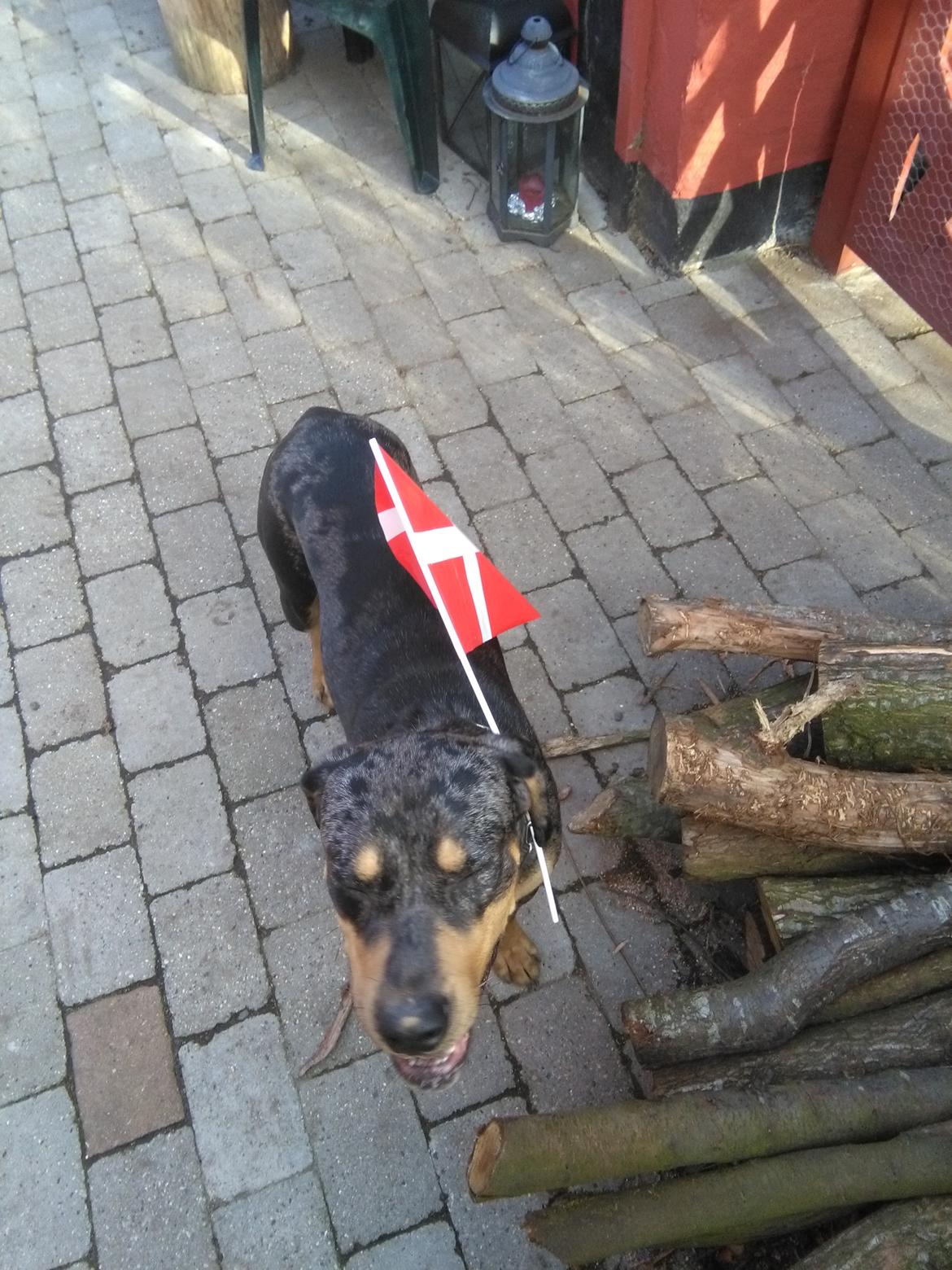 Catahoula leopard dog Basti billede 2