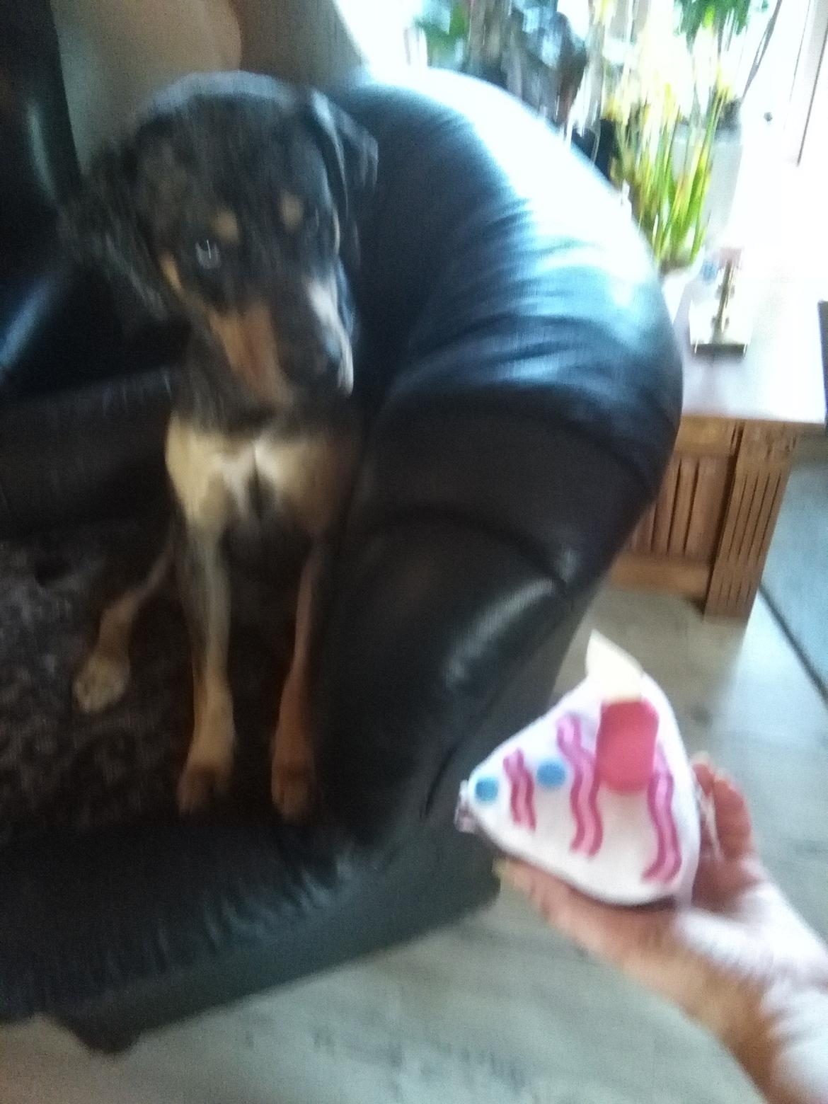 Catahoula leopard dog Basti billede 3