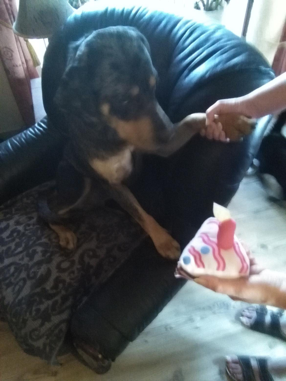 Catahoula leopard dog Basti billede 4