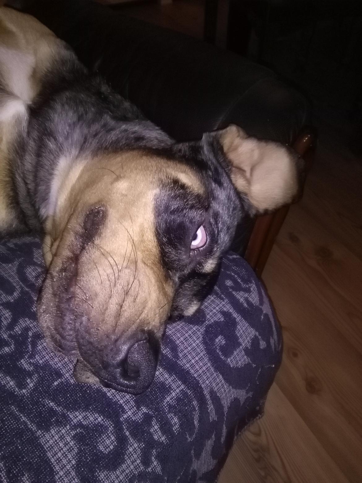 Catahoula leopard dog Basti billede 5