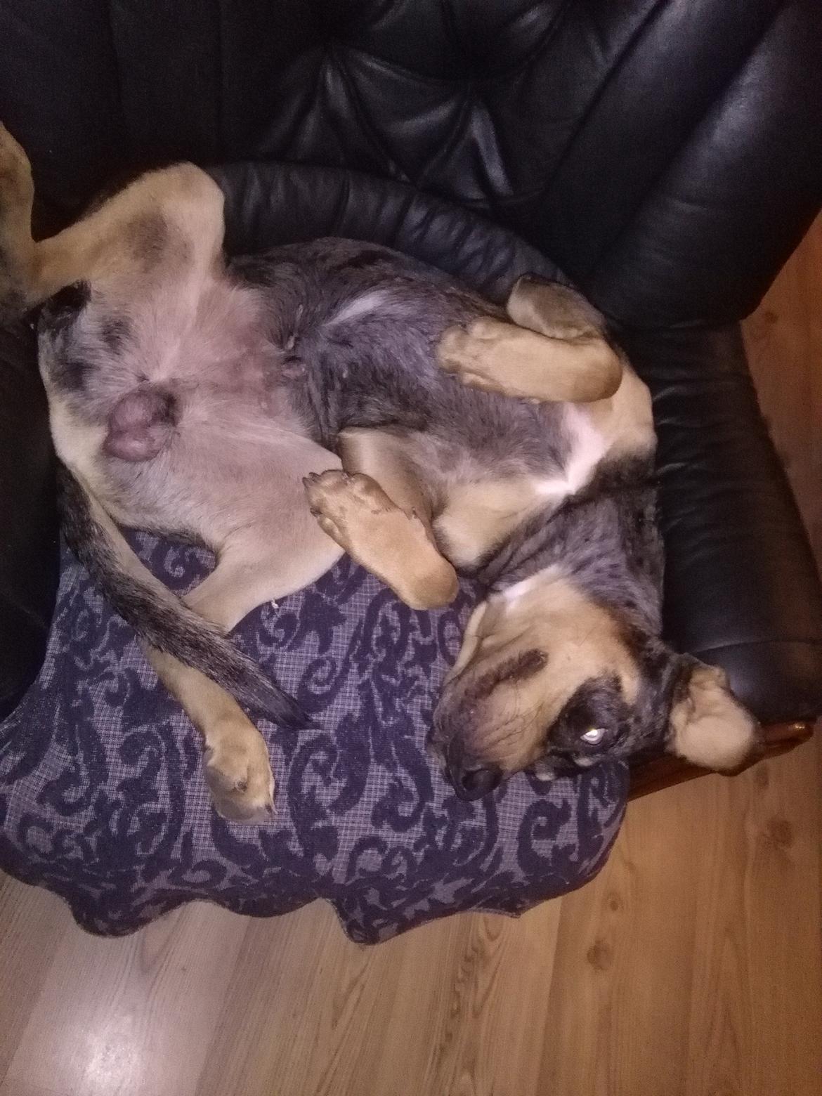 Catahoula leopard dog Basti billede 6