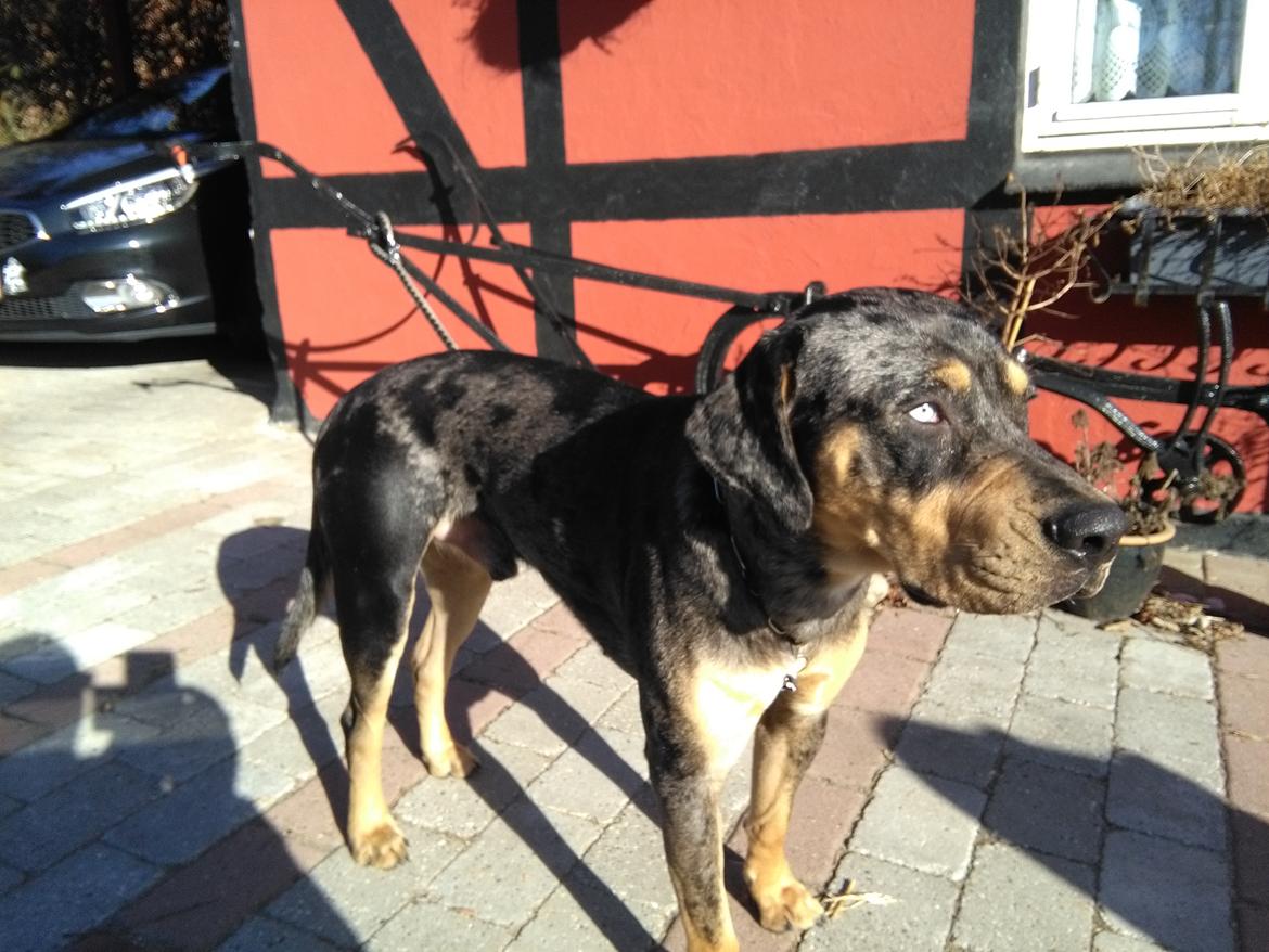 Catahoula leopard dog Basti billede 7