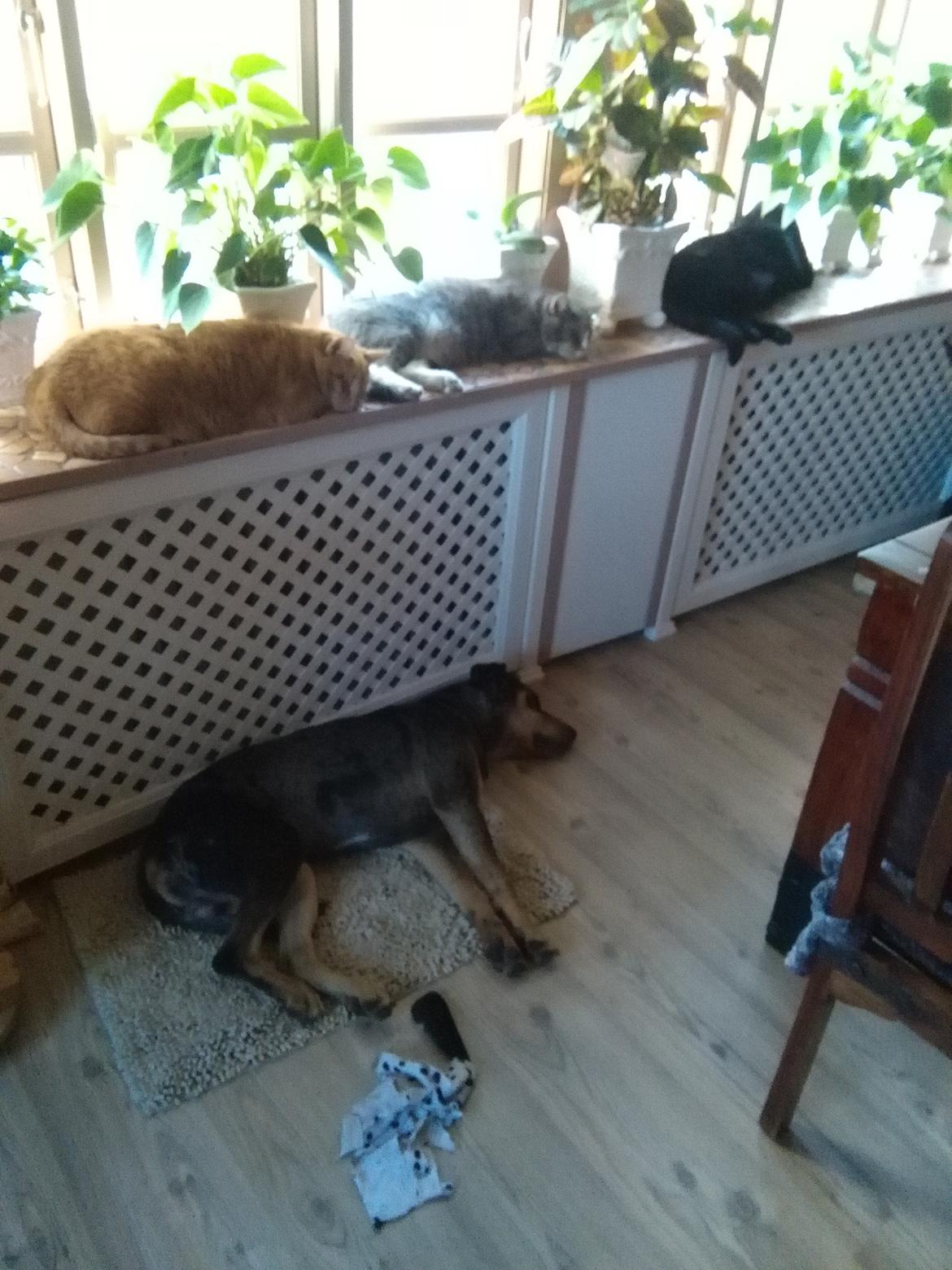 Catahoula leopard dog Basti billede 8