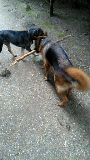 Catahoula leopard dog Basti billede 9