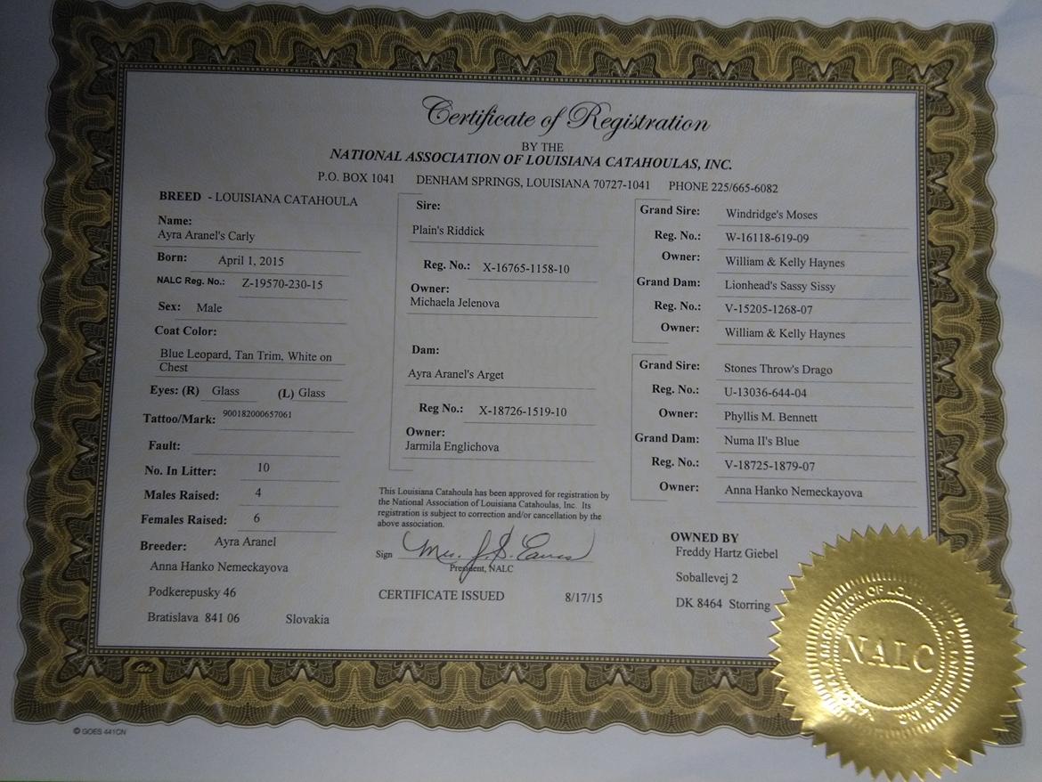 Catahoula leopard dog Basti billede 10