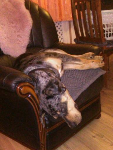 Catahoula leopard dog Basti billede 11