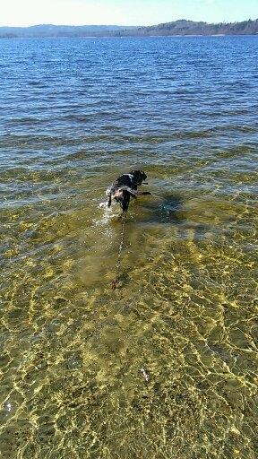 Catahoula leopard dog Basti billede 12