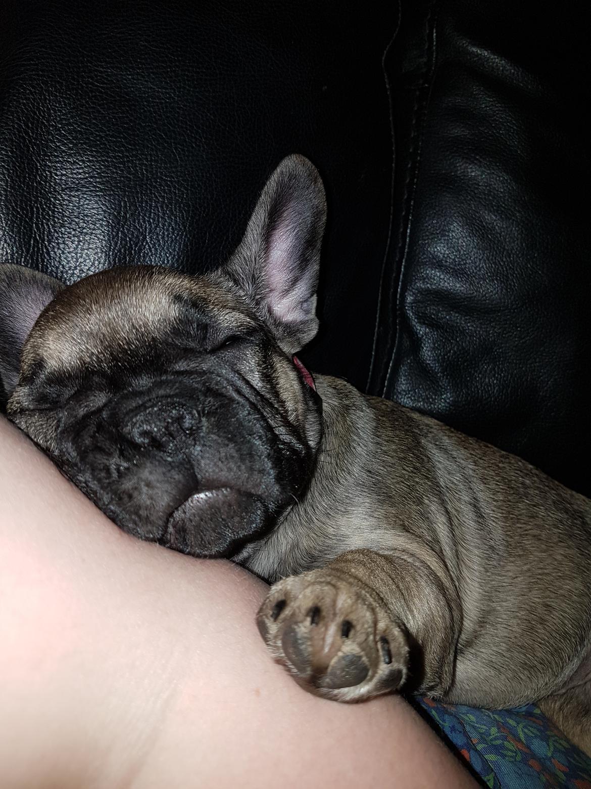 Fransk bulldog Charlie billede 11