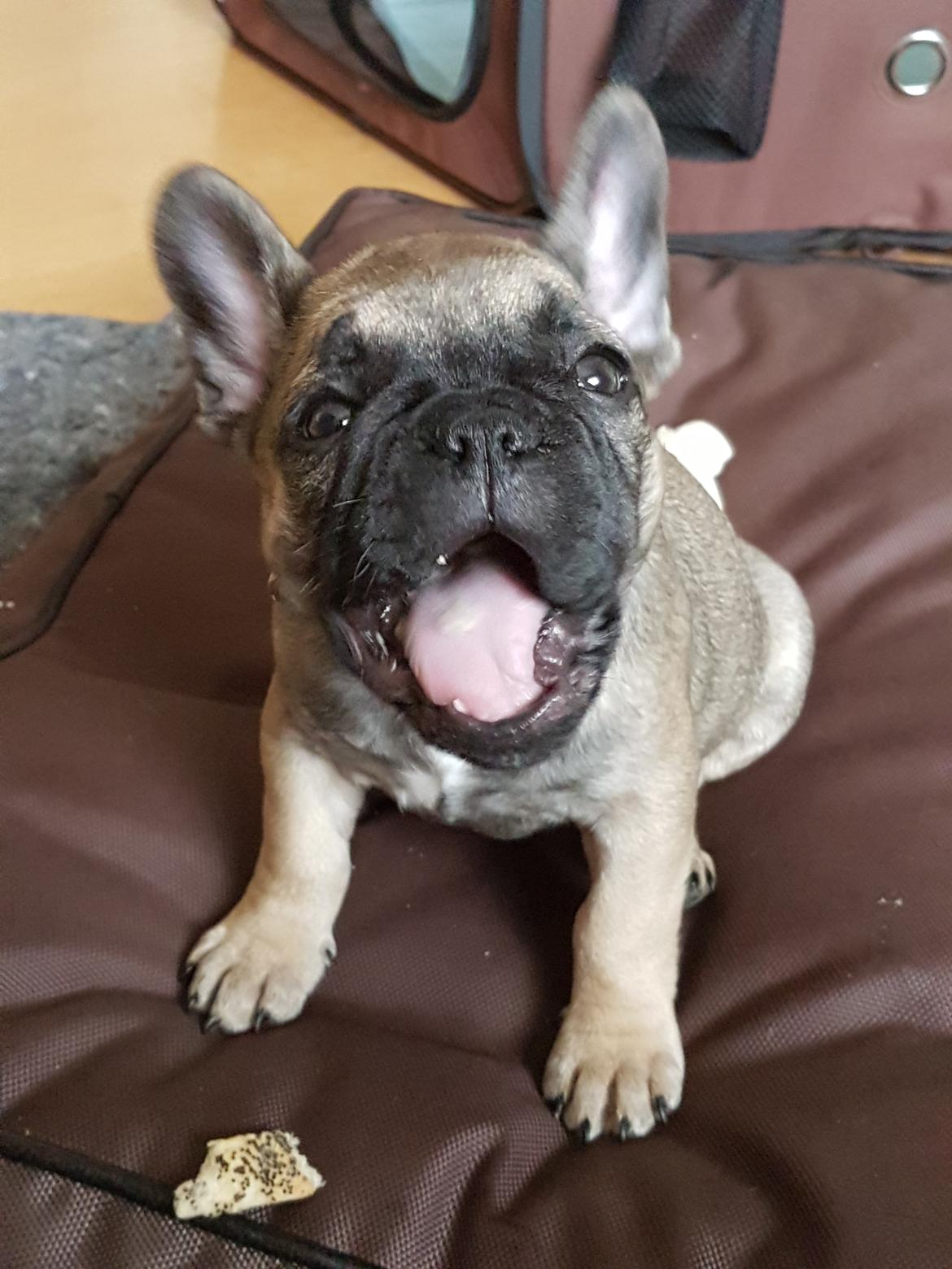 Fransk bulldog Charlie billede 12