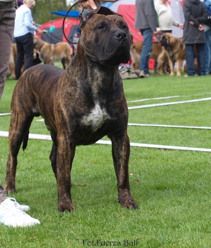 Dogo canario Rash Fuego Bull Volcanes Big Fighter (Arya) billede 9